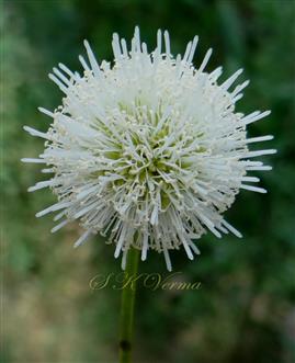  Flower head